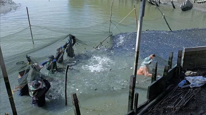 Thái Lan: Hàng loạt ao tôm "biến mất" chỉ sau 1 đêm, mặt nước đen đặc loài vật này khiến người dân bất lực cầu cứu- Ảnh 3. Thái Lan: Hàng loạt ao tôm "biến mất" chỉ sau 1 đêm, mặt nước đen đặc loài vật này khiến người dân bất lực cầu cứu- Ảnh 3.