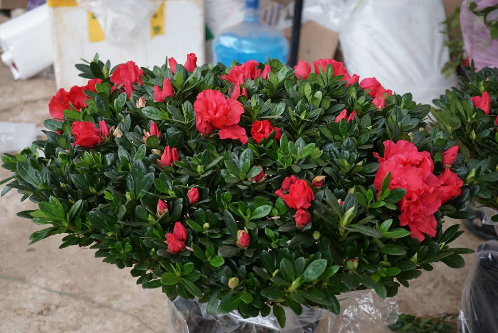 6 loại c&acirc;y mang lại vận may, n&ecirc;n trồng ở ban c&ocirc;ng- Ảnh 6.