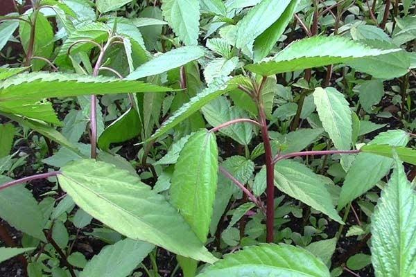 5 loại rau đang đ&uacute;ng m&ugrave;a, đi chợ thấy l&agrave; n&ecirc;n mua- Ảnh 5.