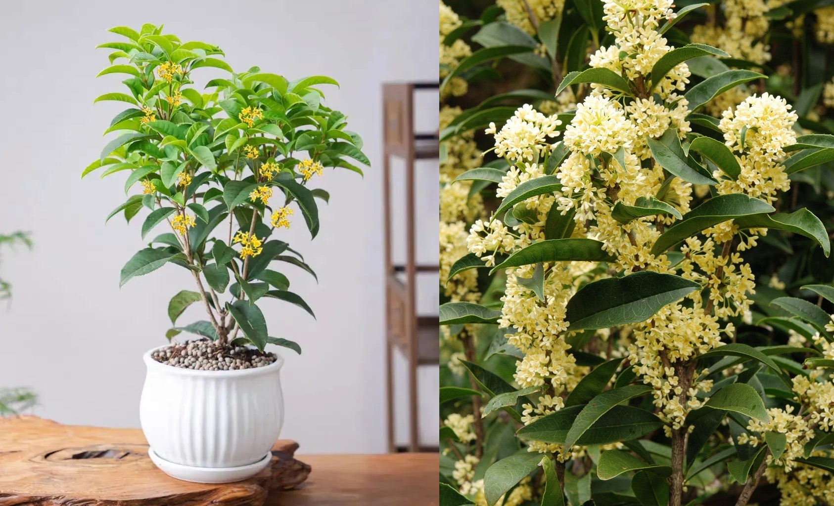 6 loại c&acirc;y mang lại vận may, n&ecirc;n trồng ở ban c&ocirc;ng- Ảnh 3.