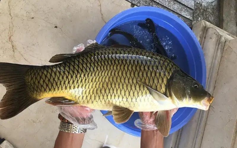Tiết lộ 5 mẹo ăn c&aacute; nhận được nhiều dinh dưỡng, tr&aacute;nh nuốt "mầm bệnh": Đơn giản đến ngỡ ng&agrave;ng - Ảnh 1.