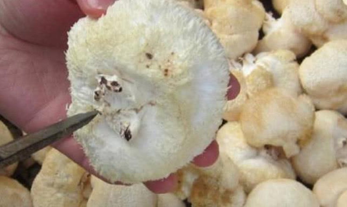 Thứ tr&ocirc;ng như "cục l&ocirc;ng" tr&ecirc;n c&acirc;y nhưng lại l&agrave; kho b&aacute;u gi&aacute; trị ngang linh chi đắt đỏ - Ảnh 4.