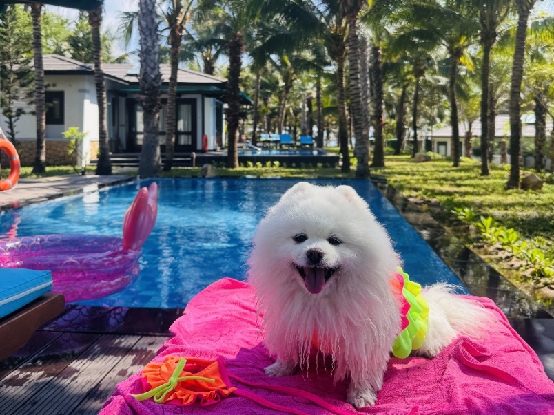 Khi &ldquo;boss&rdquo; cũng cần một kỳ nghỉ: Duy&ecirc;n H&agrave; Resort Cam Ranh v&agrave; trải nghiệm Pet Friendly giữa B&atilde;i D&agrave;i - Ảnh 1.