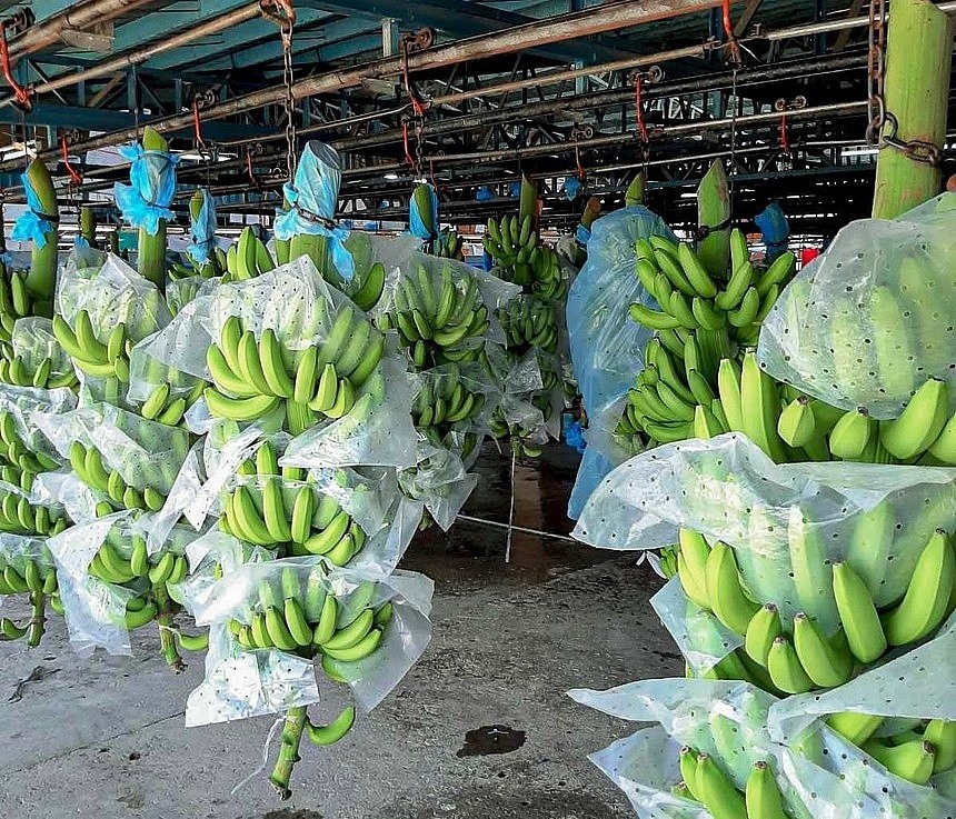Loại quả d&acirc;n d&atilde; mang tham vọng tỷ USD: Gi&uacute;p Việt Nam đứng thứ 9 thế giới về sản lượng- Ảnh 1.