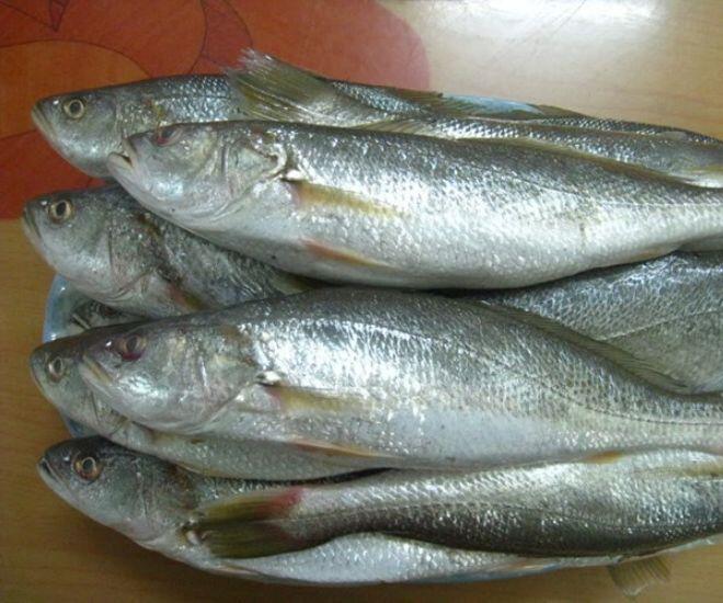 Lo&agrave;i c&aacute; nghe t&ecirc;n "ngượng đỏ mặt" - Đặc sản độc đ&aacute;o bổ dưỡng với gi&aacute; đắt đỏ vẫn được "săn l&ugrave;ng" - Ảnh 1.