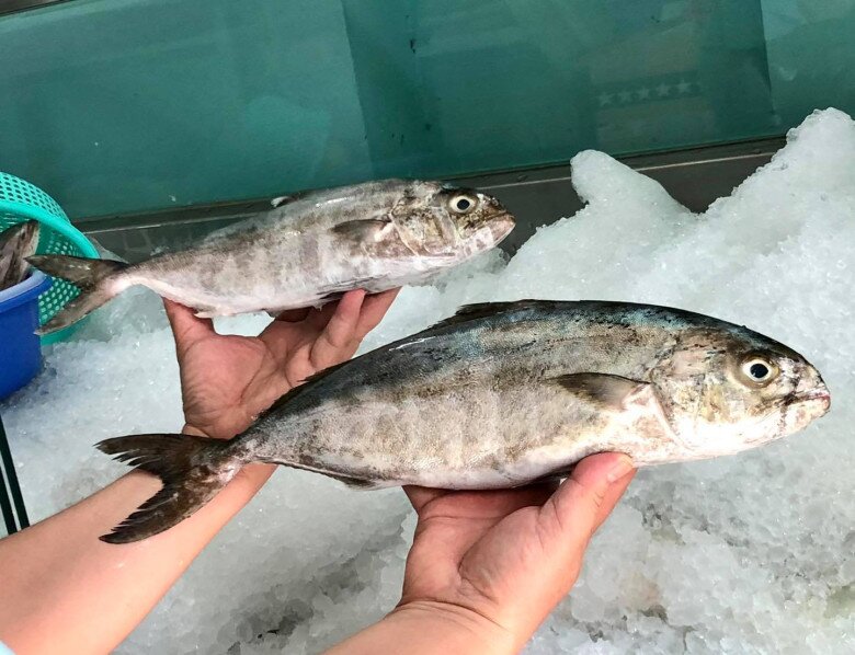 Lo&agrave;i c&aacute; nghe t&ecirc;n "ngượng đỏ mặt" - Đặc sản độc đ&aacute;o bổ dưỡng với gi&aacute; đắt đỏ vẫn được "săn l&ugrave;ng" - Ảnh 2.