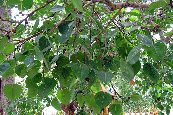 Người xưa c&oacute; c&acirc;u "C&acirc;y dữ rước họa": 3 loại c&acirc;y tr&aacute;nh trồng s&aacute;t nh&agrave; - Ảnh 1.