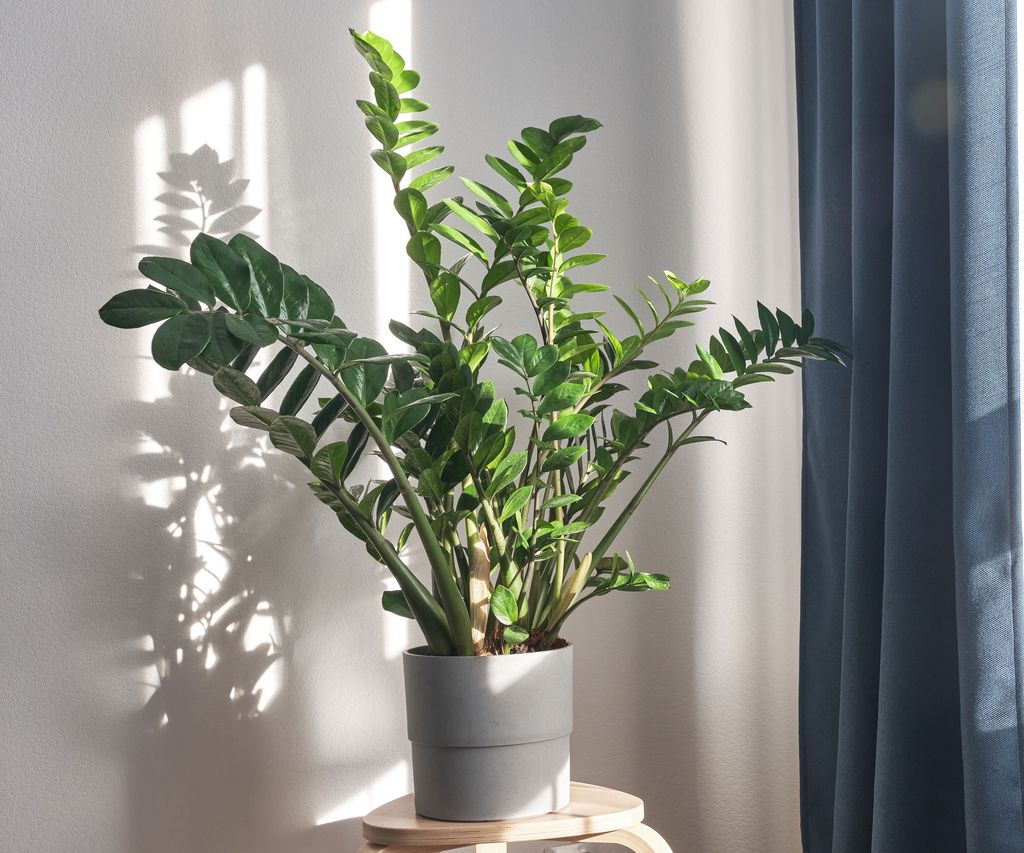 9 loại c&acirc;y tốt nhất n&ecirc;n để tr&ecirc;n b&agrave;n l&agrave;m việc - Ảnh 9.