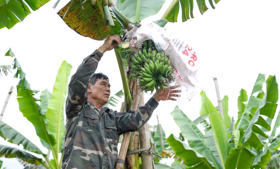 Loại quả ngon nhất thế giới của Việt Nam: Chỉ c&oacute; ở Ninh B&igrave;nh, v&agrave;o m&ugrave;a l&agrave; hết sạch, phải đặt trước mới c&oacute; - Ảnh 2.