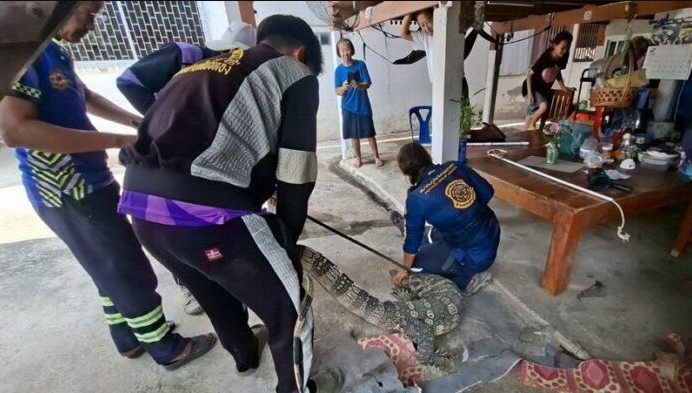 Một m&igrave;nh ở nh&agrave;, cụ b&agrave; 78 tuổi nghe tiếng động lạ rồi thất kinh thấy "qu&aacute;i vật" d&agrave;i h&agrave;ng m&eacute;t b&ograve; v&agrave;o ph&ograve;ng - Ảnh 1.