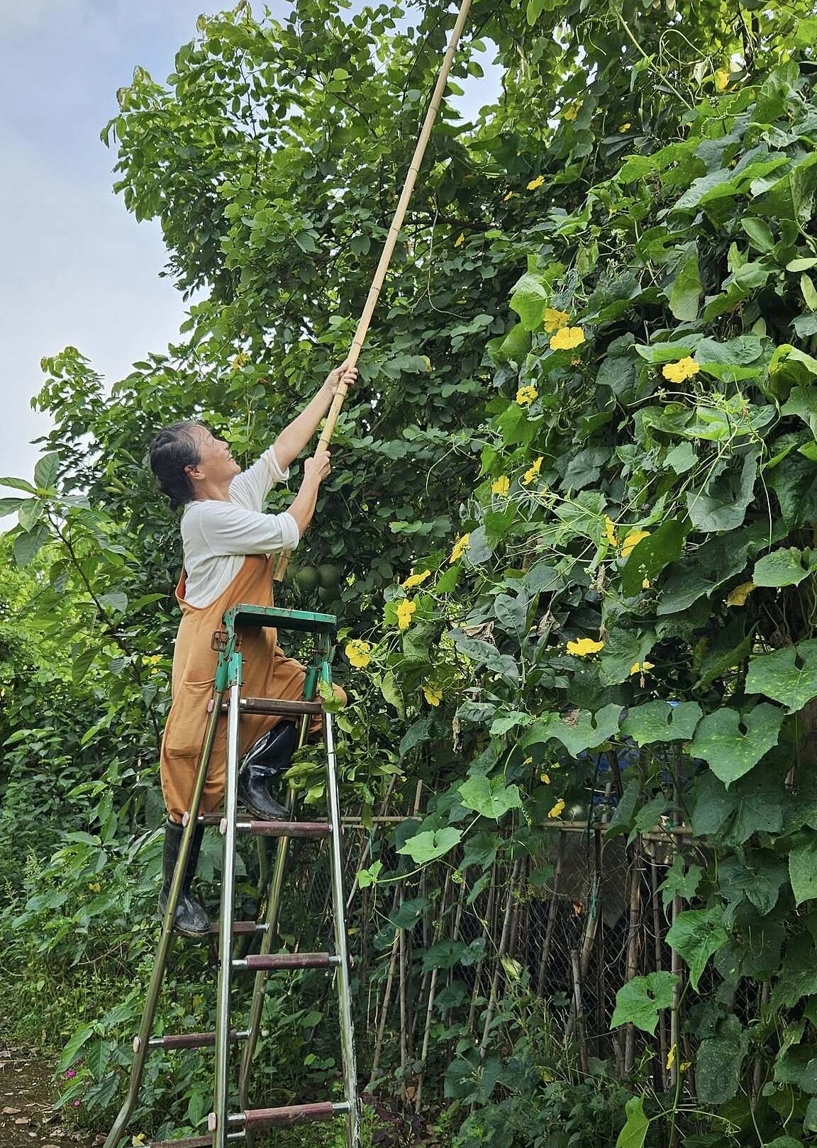 Nữ nghệ sĩ Việt sở hữu khu vườn rộng 4000m&sup2; ven s&ocirc;ng Hồng, U60 tận hưởng cuộc sống điền vi&ecirc;n chill kh&ocirc;ng thể tả- Ảnh 5.