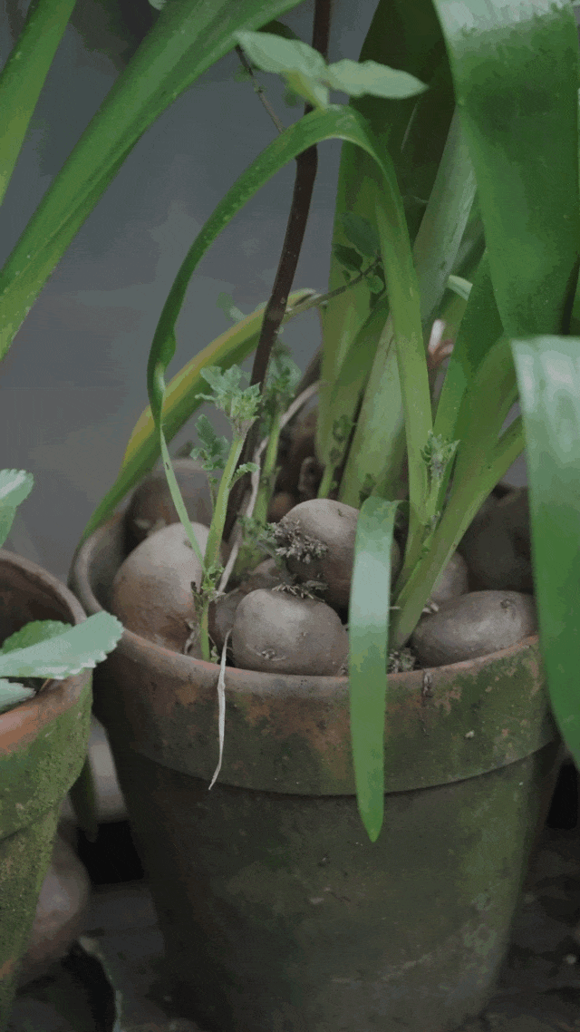 C&ocirc; g&aacute;i 9X sống một m&igrave;nh trong căn nh&agrave; 3 tầng giữa v&ugrave;ng ngoại &ocirc;: Từ bỏ nhiều thứ &ldquo;phải c&oacute;&rdquo;, đổi lại l&agrave; một cuộc sống đủ đầy theo c&aacute;ch ri&ecirc;ng- Ảnh 7.