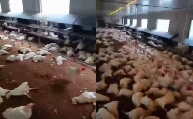 6.000 con g&agrave; chết nghi do mất điện, chủ đăng b&agrave;i l&ecirc;n mạng x&atilde; hội nhờ "giải cứu", l&yacute; do ph&aacute;t hiện muộn- Ảnh 1.
