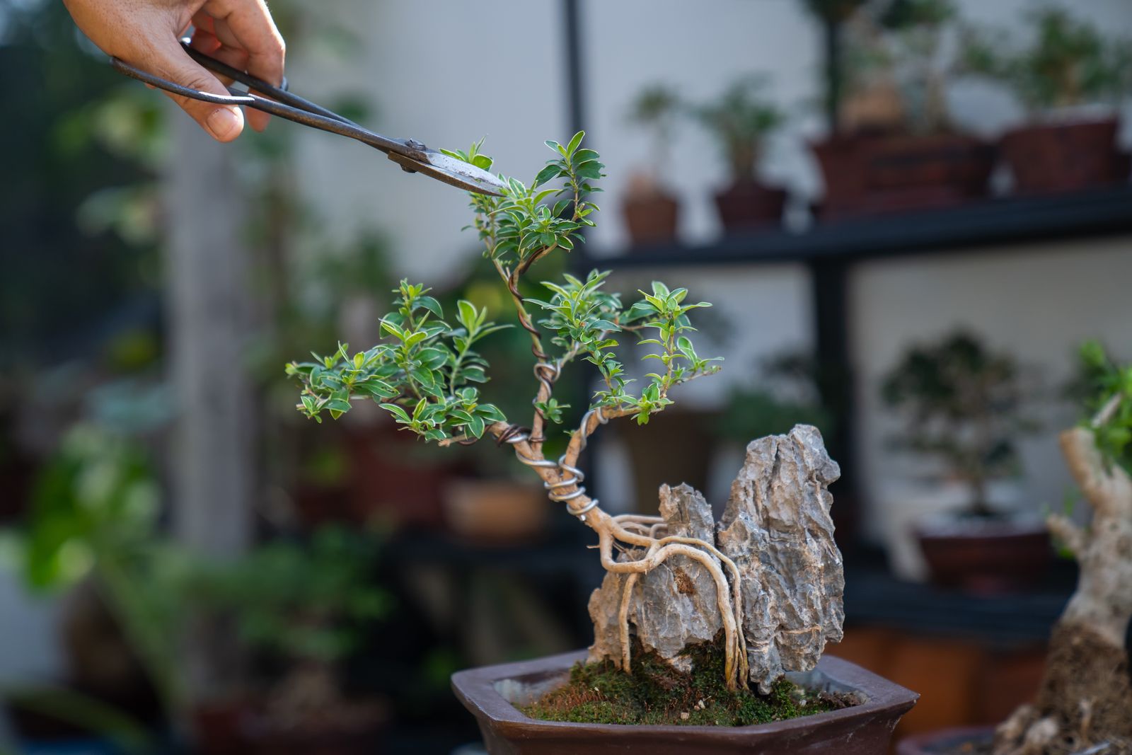 6 loại c&acirc;y "h&uacute;t cạn" may mắn, chớ n&ecirc;n đặt trong nh&agrave;- Ảnh 1.