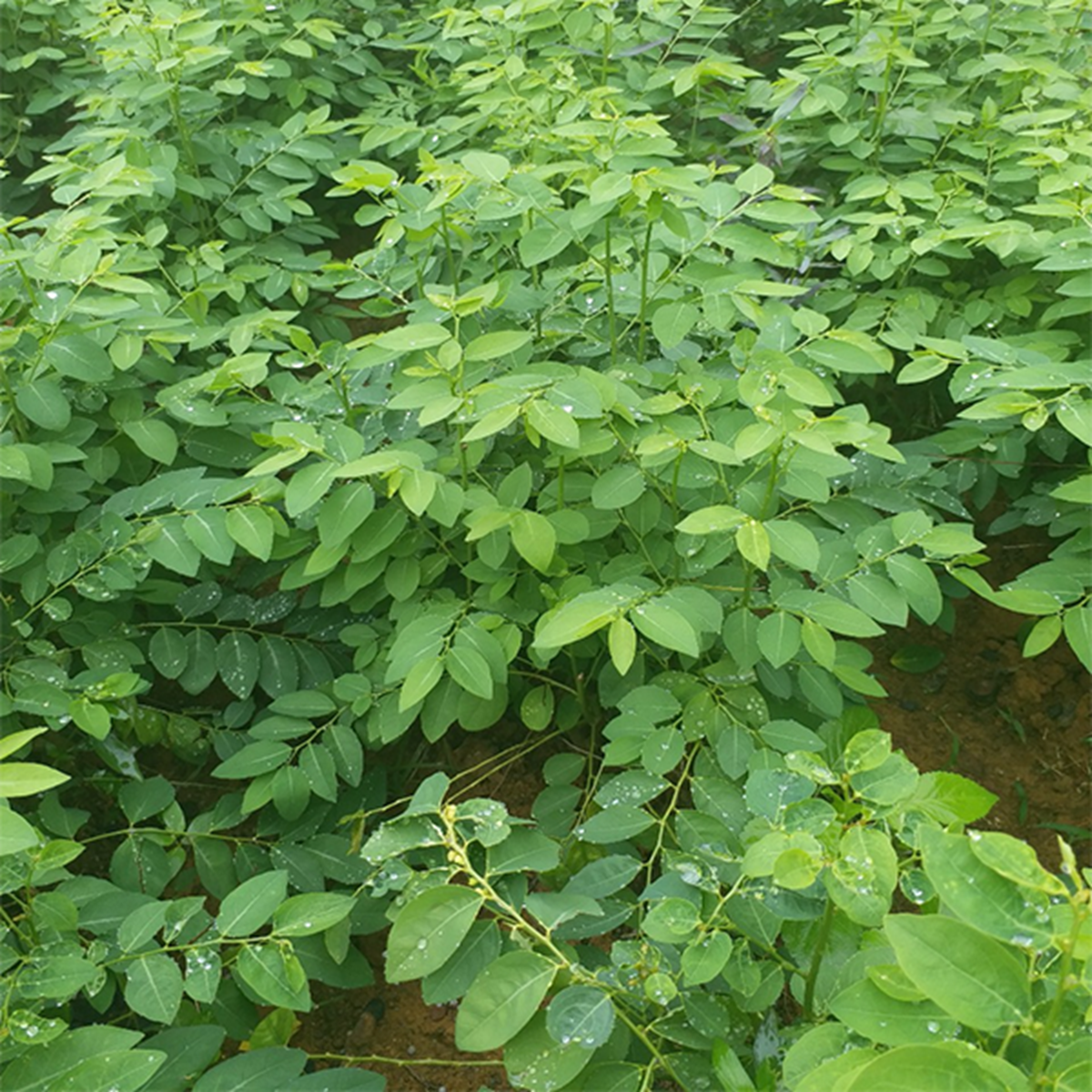 Ăn nắm rau n&agrave;y "bổ ngang thịt b&ograve;", ở qu&ecirc; mọc um t&ugrave;m nhiều người kh&ocirc;ng biết m&agrave; ăn - Ảnh 4.