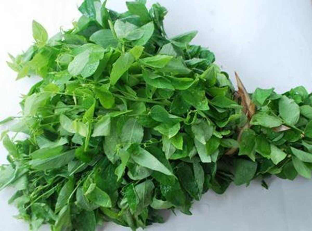 Ăn nắm rau n&agrave;y "bổ ngang thịt b&ograve;", ở qu&ecirc; mọc um t&ugrave;m nhiều người kh&ocirc;ng biết m&agrave; ăn - Ảnh 1.