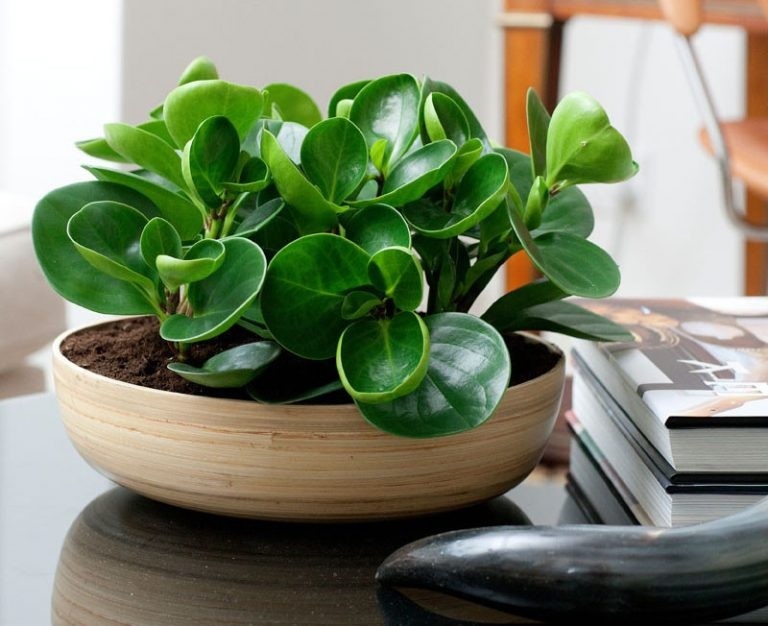 4 lời khuy&ecirc;n d&agrave;nh cho c&aacute;c gia đ&igrave;nh đang trồng c&acirc;y trường sinh- Ảnh 1.