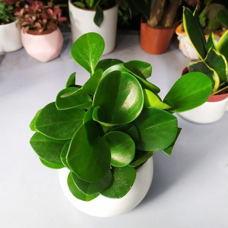 4 lời khuy&ecirc;n d&agrave;nh cho c&aacute;c gia đ&igrave;nh đang trồng c&acirc;y trường sinh- Ảnh 2.