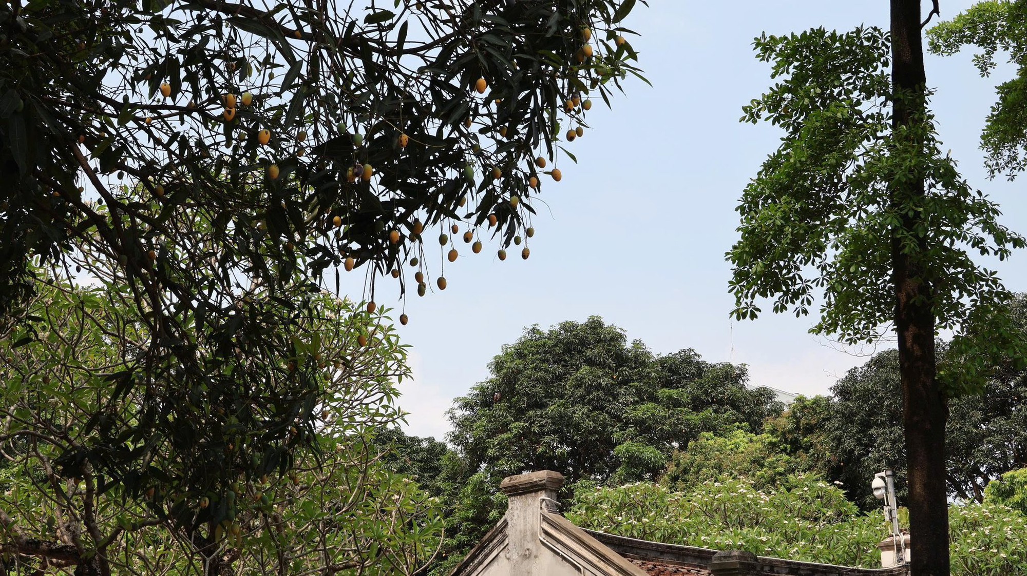 Di t&iacute;ch nổi tiếng ở H&agrave; Nội tổ chức hoạt động ri&ecirc;ng cho m&ugrave;a thi, li&ecirc;n quan tới 1 loại quả - Ảnh 2.