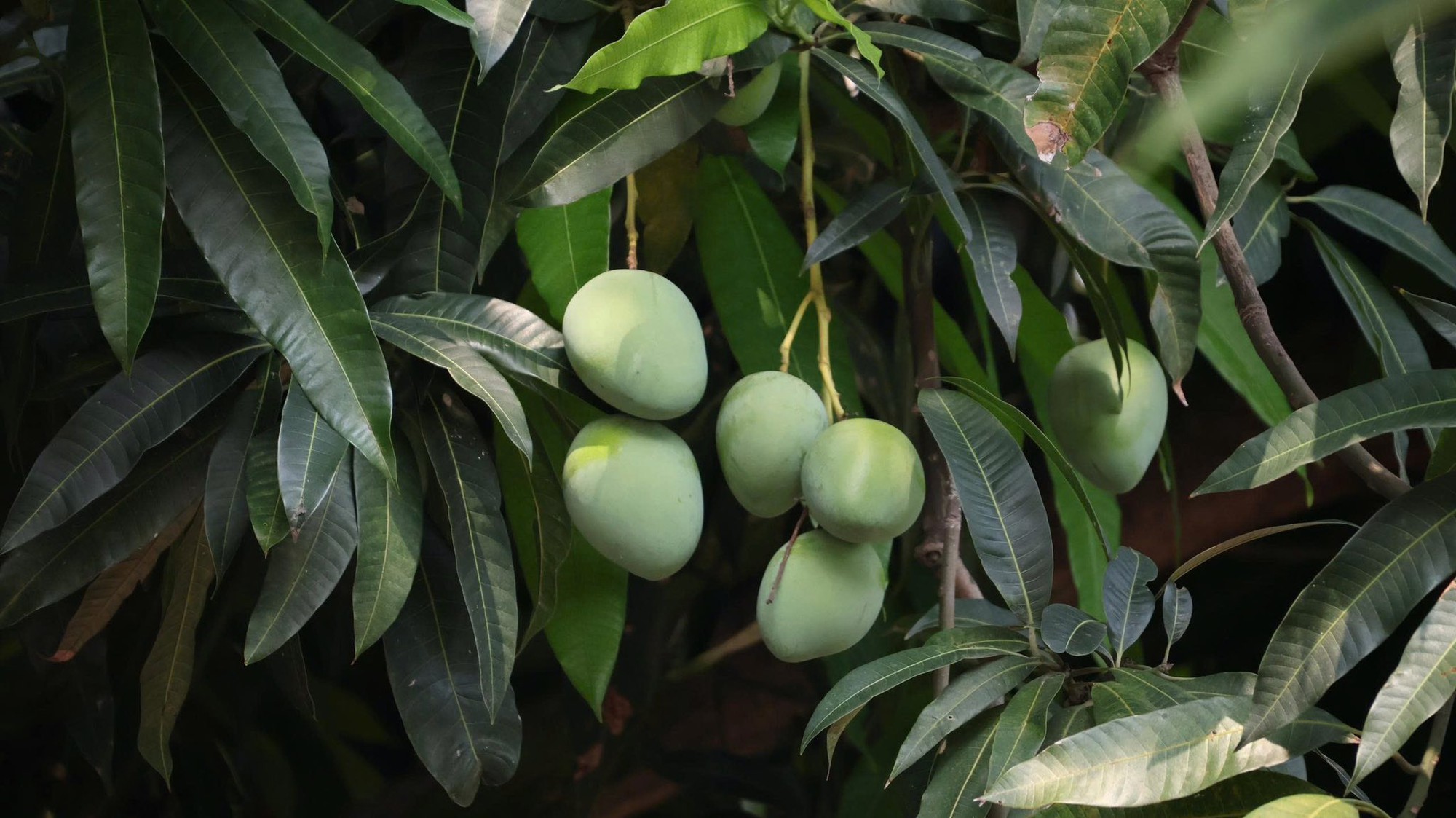 Di t&iacute;ch nổi tiếng ở H&agrave; Nội tổ chức hoạt động ri&ecirc;ng cho m&ugrave;a thi, li&ecirc;n quan tới 1 loại quả - Ảnh 4.