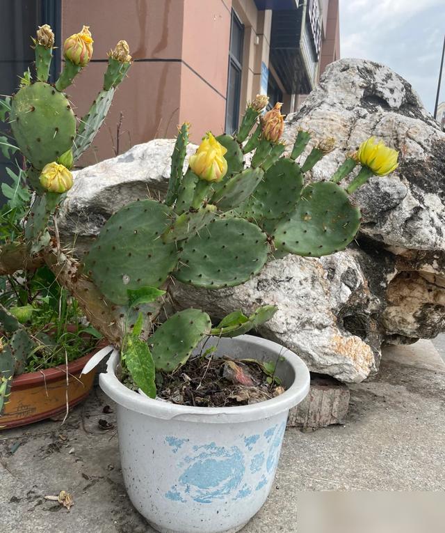 &ldquo;Hoa th&igrave; xanh tốt m&agrave; người cứ mệt mỏi&rdquo;: 6 loại c&acirc;y cảnh nhiều gia đ&igrave;nh vẫn trồng trong nh&agrave; nhưng tiềm ẩn kh&ocirc;ng &iacute;t rắc rối- Ảnh 5.