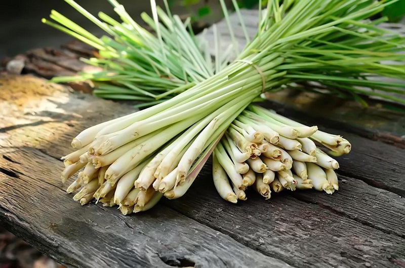 5 c&acirc;y trồng quanh nh&agrave; khiến rắn 