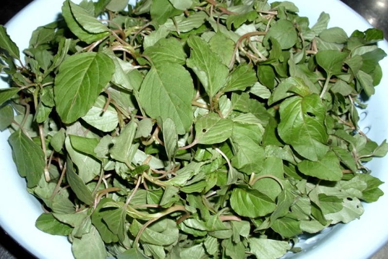 Việt Nam c&oacute; loại "rau trường thọ": V&agrave;i ngh&igrave;n cả mớ nhưng cực gi&agrave;u protein, sắt, canxi, chất chống ung thư - Ảnh 3.