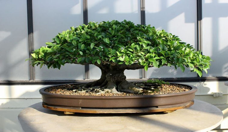 3 loại c&acirc;y đặt trong nh&agrave; c&oacute; thể sống trăm năm: Được xem như 