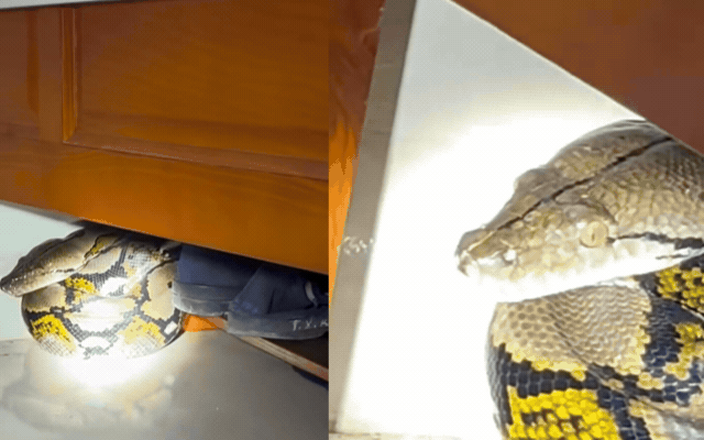Nghe tiếng động lạ l&uacute;c 1h s&aacute;ng, người đ&agrave;n &ocirc;ng giật bắn m&igrave;nh ph&aacute;t hiện thứ đang cuộn tr&ograve;n dưới gầm giường: Diễn biến khiến nhiều người nổi da g&agrave;- Ảnh 1.