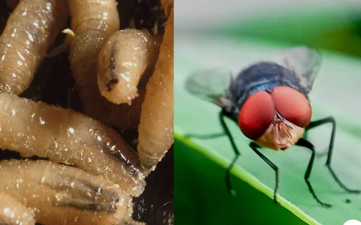 Sự nguy hiểm của gi&ograve;i ăn thịt được Mỹ ph&aacute;t hiện lần đầu ti&ecirc;n sau 6 thập kỷ - Ảnh 1.