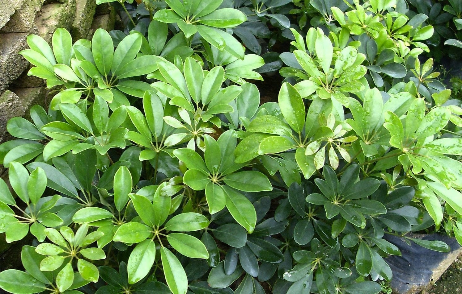 C&ocirc;ng dụng của c&acirc;y ngũ gia b&igrave;- Ảnh 1.