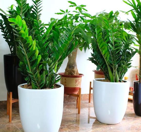 C&ocirc;ng dụng của c&acirc;y kim tiền- Ảnh 2.