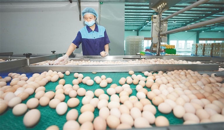 Ph&aacute;t hiện 1 nh&agrave; m&aacute;y trứng sản xuất gần 900.000 quả/ng&agrave;y: Trứng &ldquo;kh&ocirc;ng chạm đất&rdquo; từ l&uacute;c đẻ tới l&uacute;c b&aacute;n- Ảnh 2.