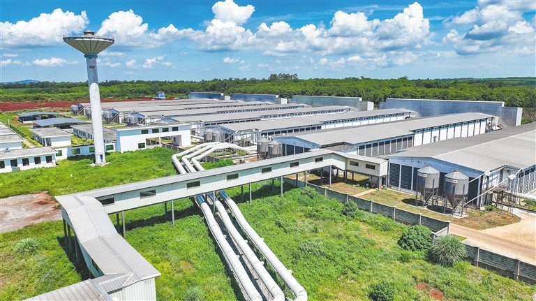 Ph&aacute;t hiện 1 nh&agrave; m&aacute;y trứng sản xuất gần 900.000 quả/ng&agrave;y: Trứng &ldquo;kh&ocirc;ng chạm đất&rdquo; từ l&uacute;c đẻ tới l&uacute;c b&aacute;n- Ảnh 1.
