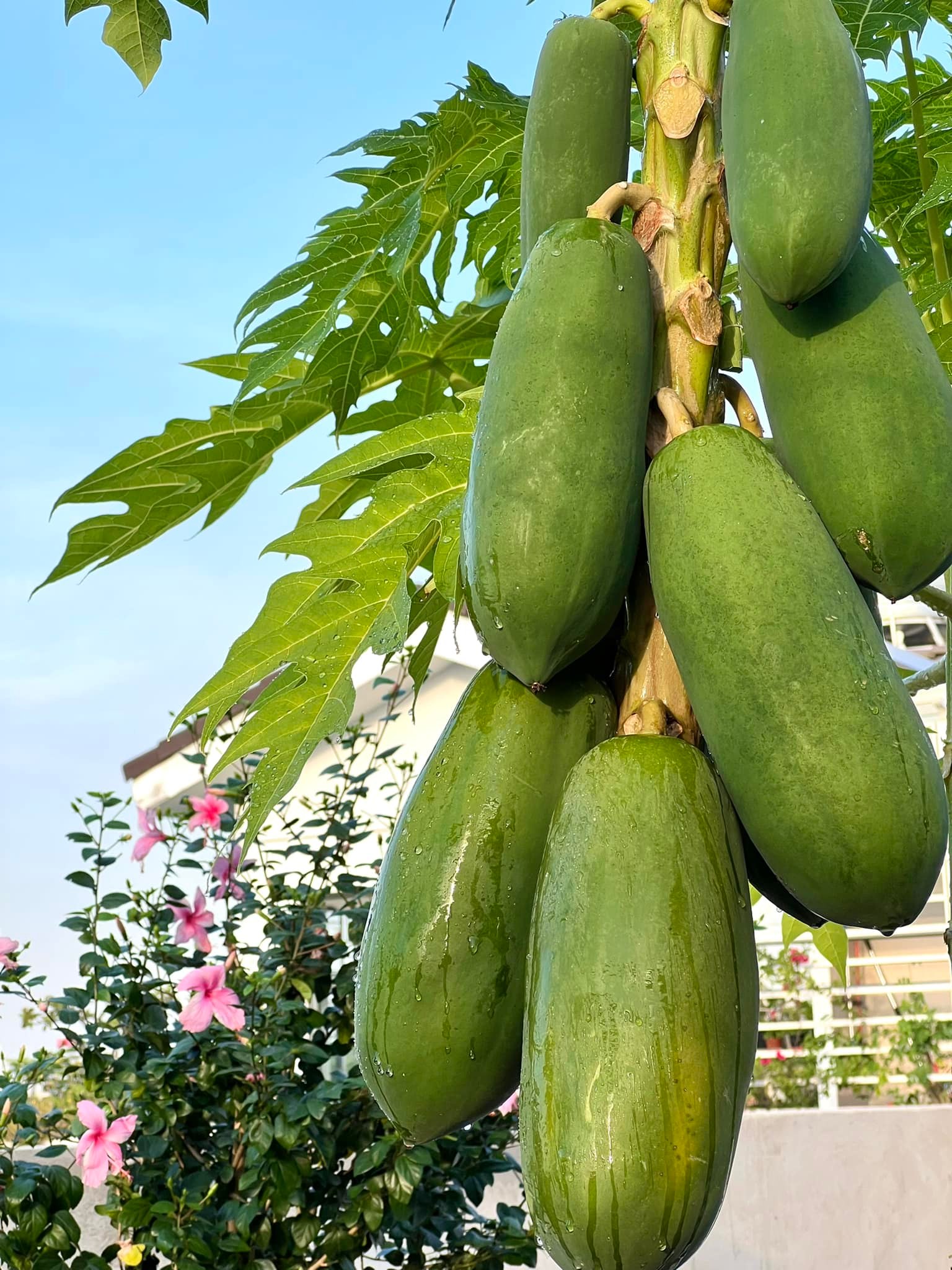 Đại gia S&agrave;i th&agrave;nh khoe khu vườn đẹp như resort ri&ecirc;ng: H&oacute;a ra đ&acirc;y ch&iacute;nh l&agrave; "xa xỉ phẩm" của người gi&agrave;u- Ảnh 4.