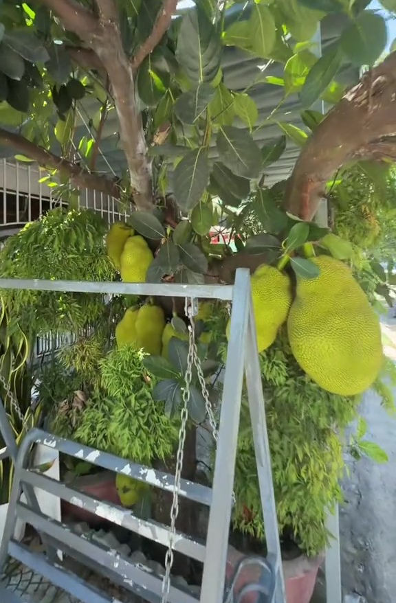 Kh&aacute;ch T&acirc;y v&agrave; chuyện ăn m&iacute;t khi đến Việt Nam: Viết được th&agrave;nh tiểu thuyết 1.000 chương- Ảnh 6.