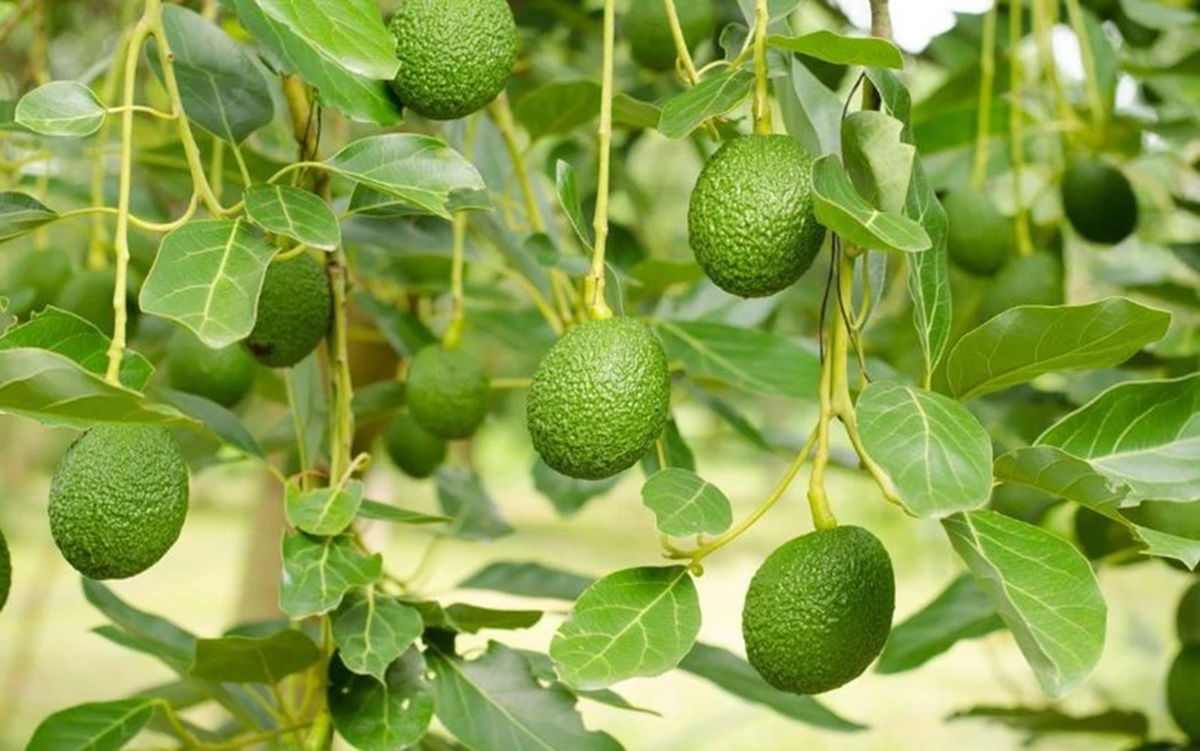 Loại quả được đ&aacute;nh gi&aacute; "tốt nhất thế giới", h&oacute;a ra ở Việt Nam ngo&agrave;i chợ rẻ bất ngờ - Ảnh 4.