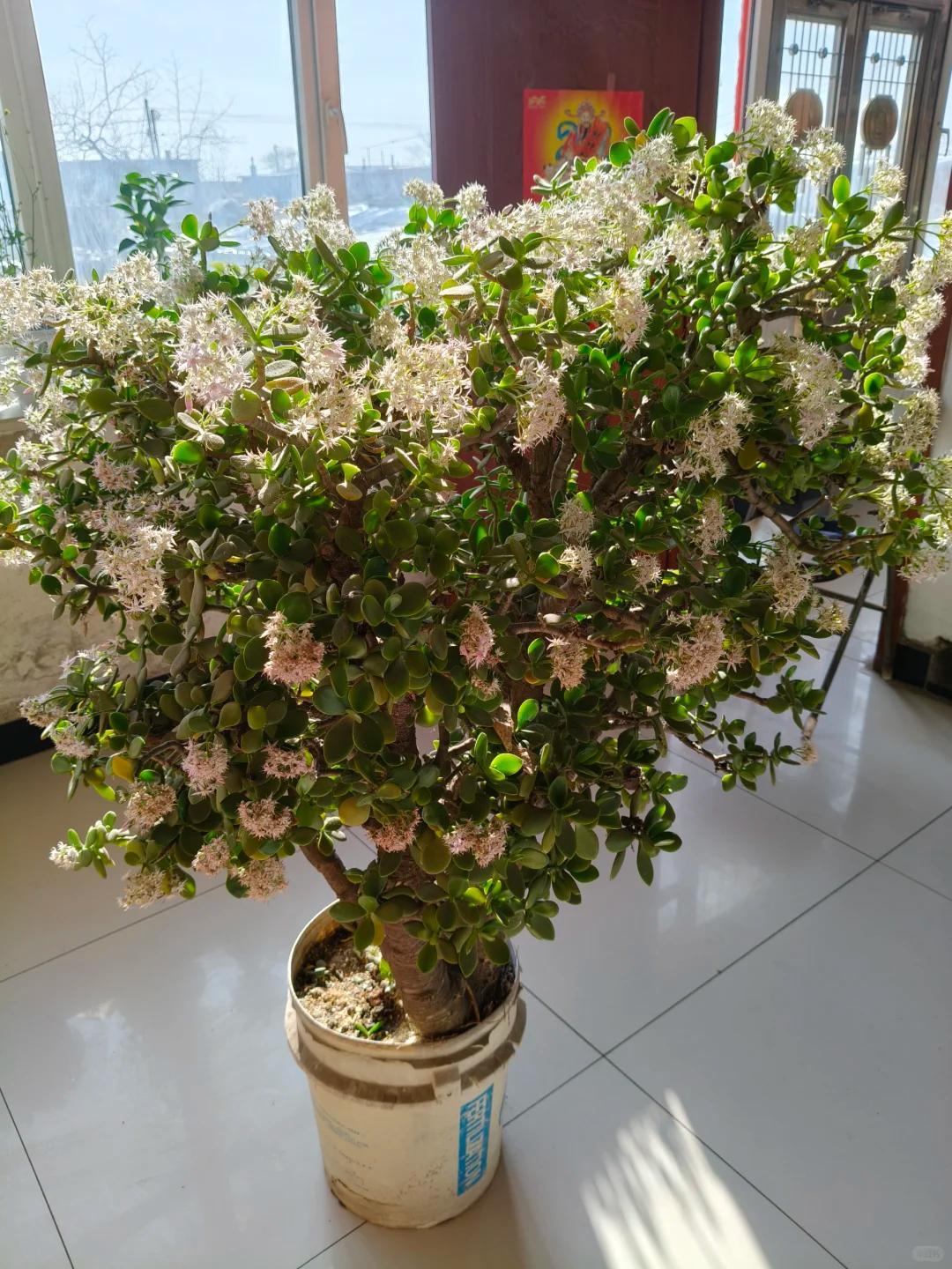 C&acirc;y xương rồng được cụ &ocirc;ng 86 tuổi chăm suốt 30 năm bất ngờ nở hoa trước ng&agrave;y phải chuyển đi, c&acirc;u chuyện khiến nhiều người x&uacute;c động- Ảnh 7.