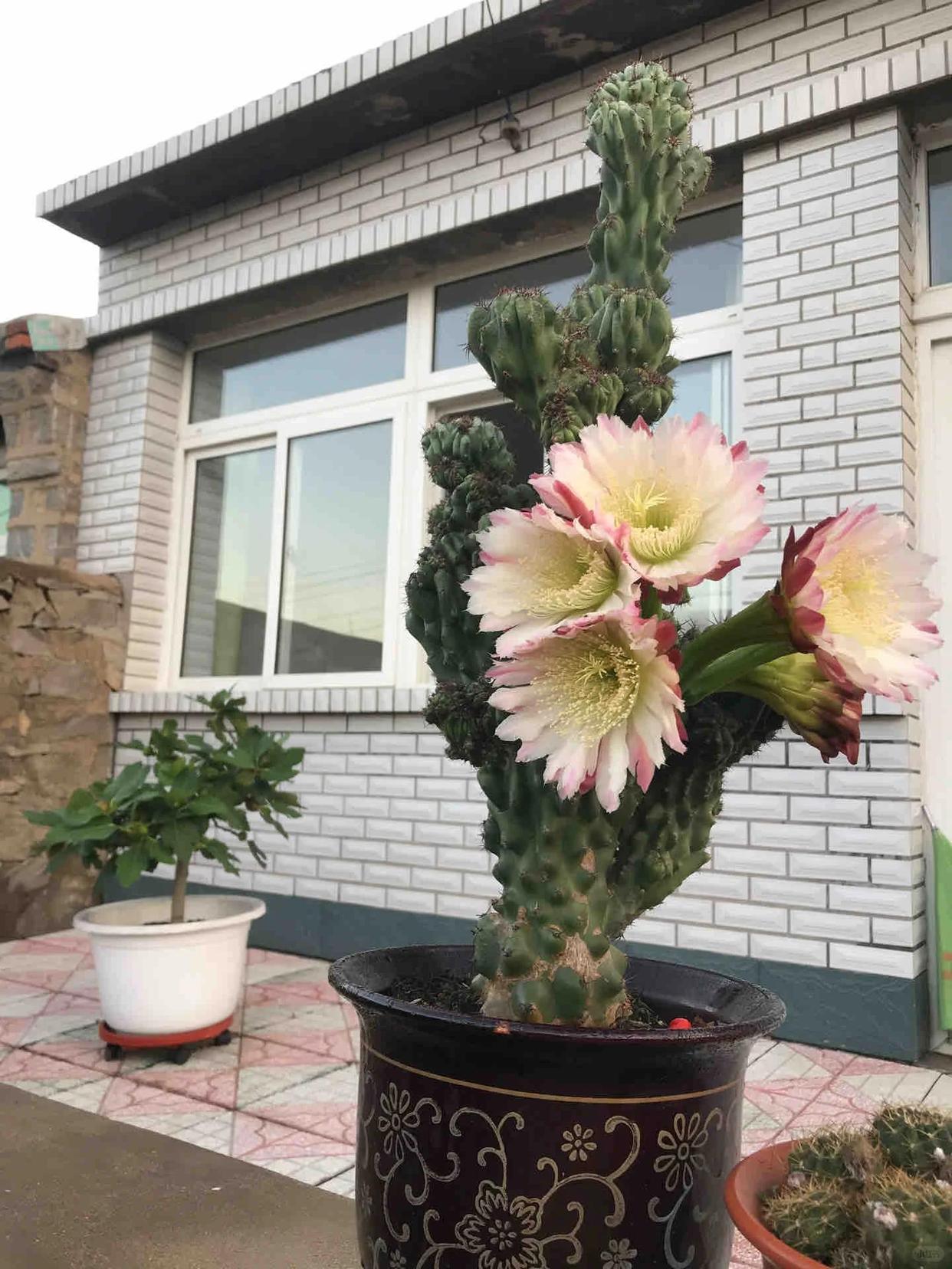 C&acirc;y xương rồng được cụ &ocirc;ng 86 tuổi chăm suốt 30 năm bất ngờ nở hoa trước ng&agrave;y phải chuyển đi, c&acirc;u chuyện khiến nhiều người x&uacute;c động- Ảnh 3.