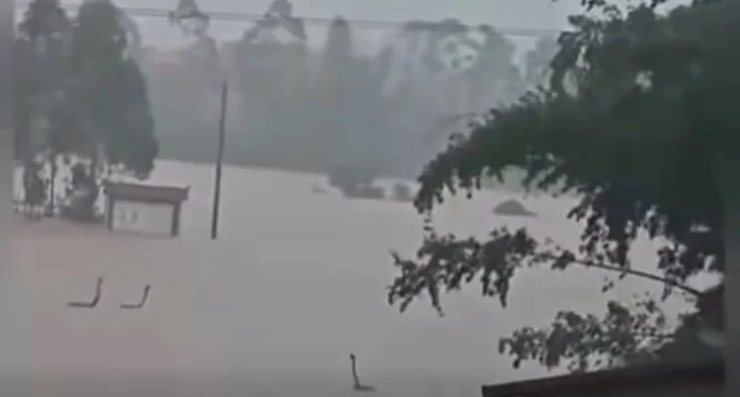 Vụ nước lũ "giải tho&aacute;t" 900 con rắn ra ngo&agrave;i ở Trung Quốc: Những h&igrave;nh ảnh rợn người, rắn ở khắp mọi nơi - Ảnh 4.