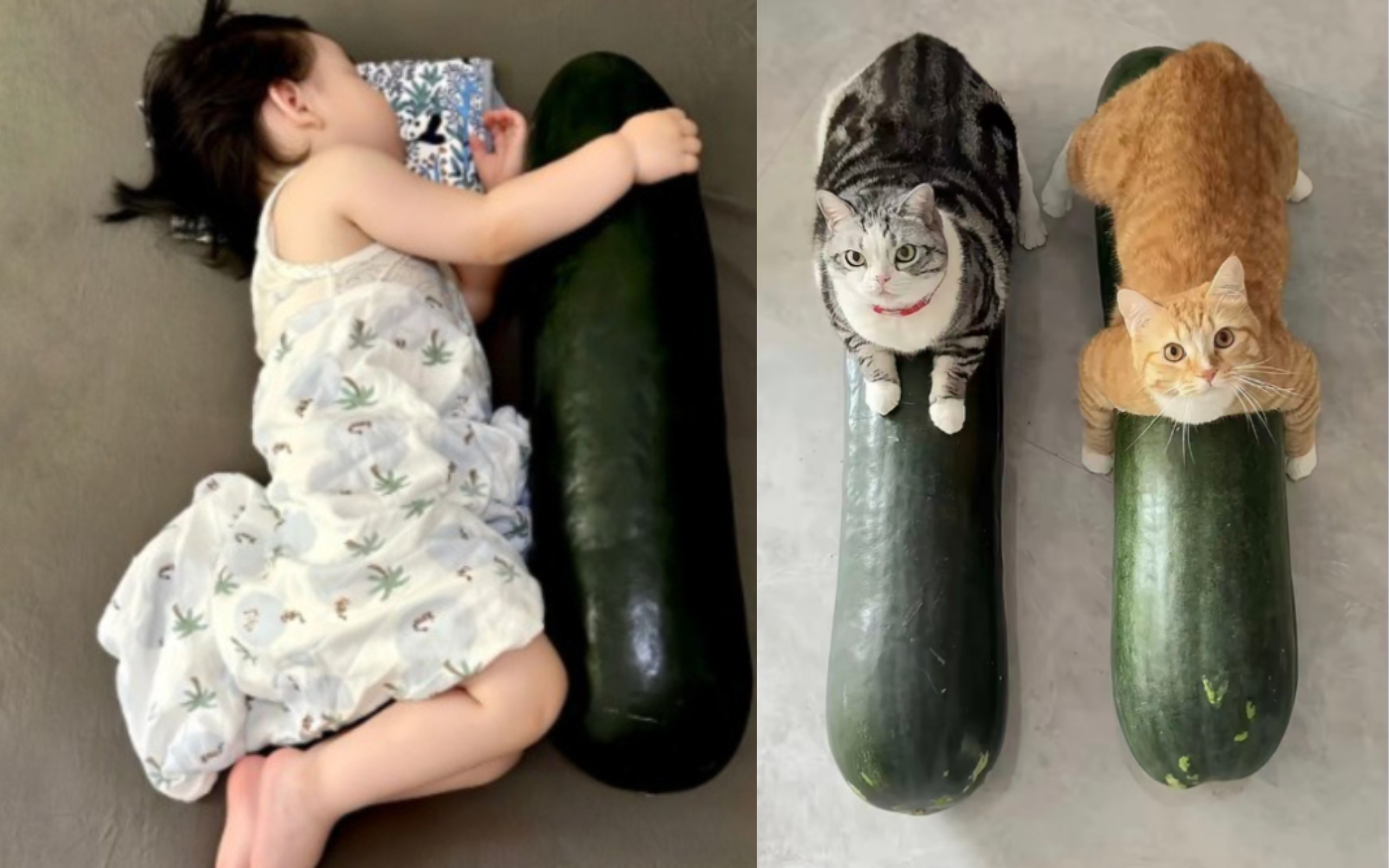 Lời khuyên cho những người thích ăn cà chua: Có 4 điều cấm kỵ! - Ảnh 2.