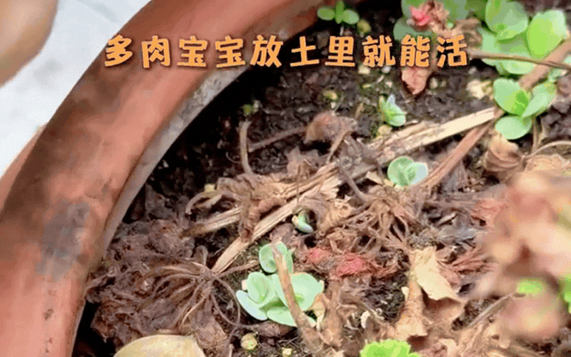 Yêu hoa và làm vườn: Hành trình chữa lành tâm hồn của Nghiêm Khoan - Ảnh 11.
