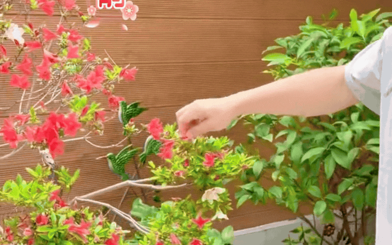 Yêu hoa và làm vườn: Hành trình chữa lành tâm hồn của Nghiêm Khoan - Ảnh 3.