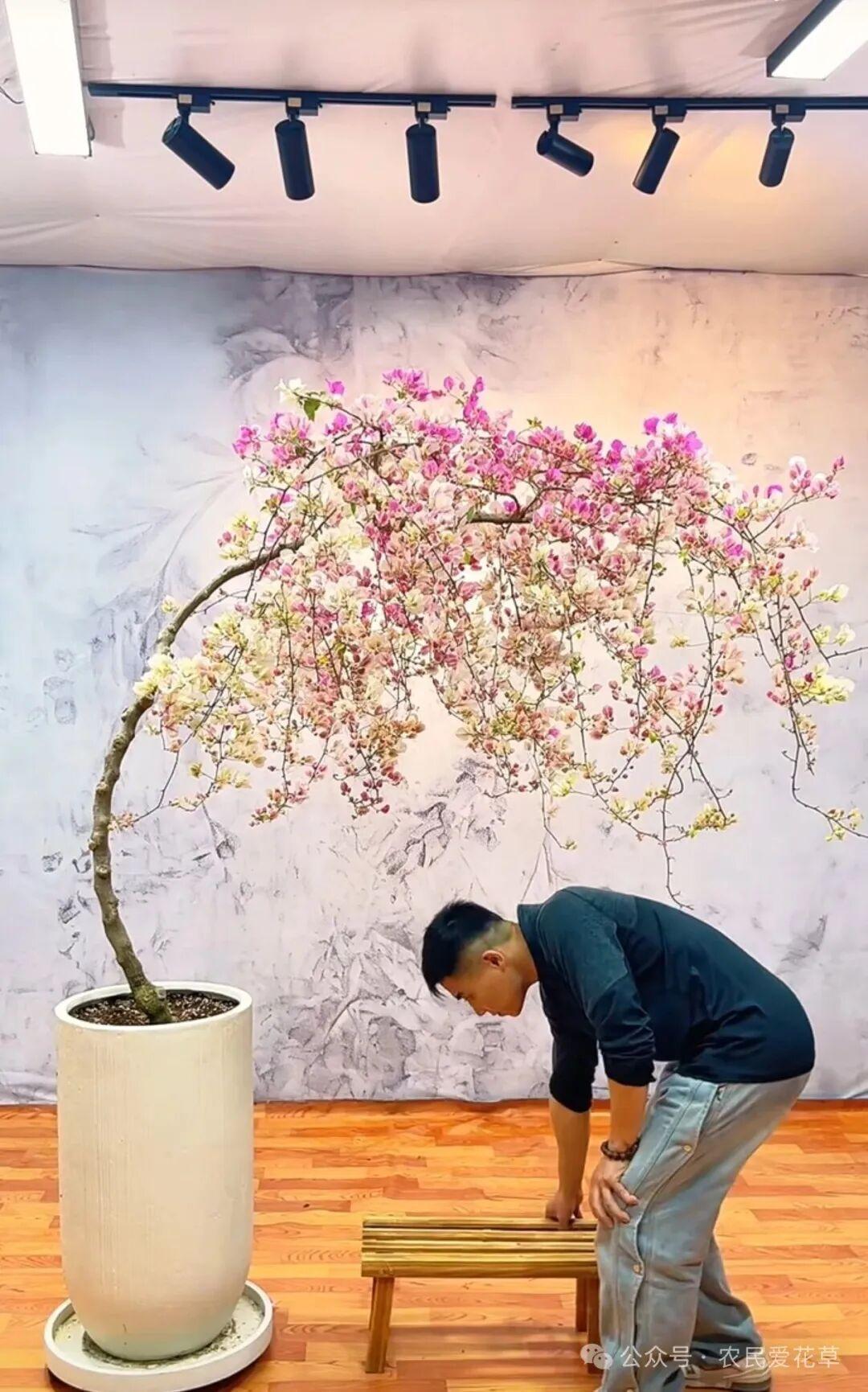 Từ chỗ phản đối chồng chi gần 11 triệu đồng mua c&acirc;y hoa giấy, t&ocirc;i lại th&agrave;nh người ngắm n&oacute; "800 lần mỗi ng&agrave;y": H&oacute;a ra c&oacute; những th&uacute; chơi c&agrave;ng ngắm c&agrave;ng thấy đ&aacute;ng tiền- Ảnh 6.