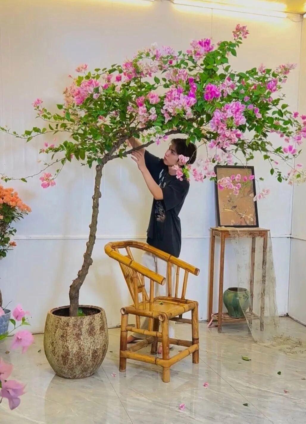 Từ chỗ phản đối chồng chi gần 11 triệu đồng mua c&acirc;y hoa giấy, t&ocirc;i lại th&agrave;nh người ngắm n&oacute; "800 lần mỗi ng&agrave;y": H&oacute;a ra c&oacute; những th&uacute; chơi c&agrave;ng ngắm c&agrave;ng thấy đ&aacute;ng tiền- Ảnh 4.