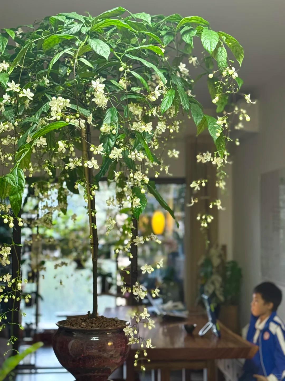 Kh&ocirc;ng cần thay nội thất, người phụ nữ chỉ đặt một chậu hoa nh&agrave;i rủ trong ph&ograve;ng kh&aacute;ch: Bước v&agrave;o nh&agrave; l&agrave; thấy thư th&aacute;i, ai xem cũng muốn l&agrave;m theo - Ảnh 6.
