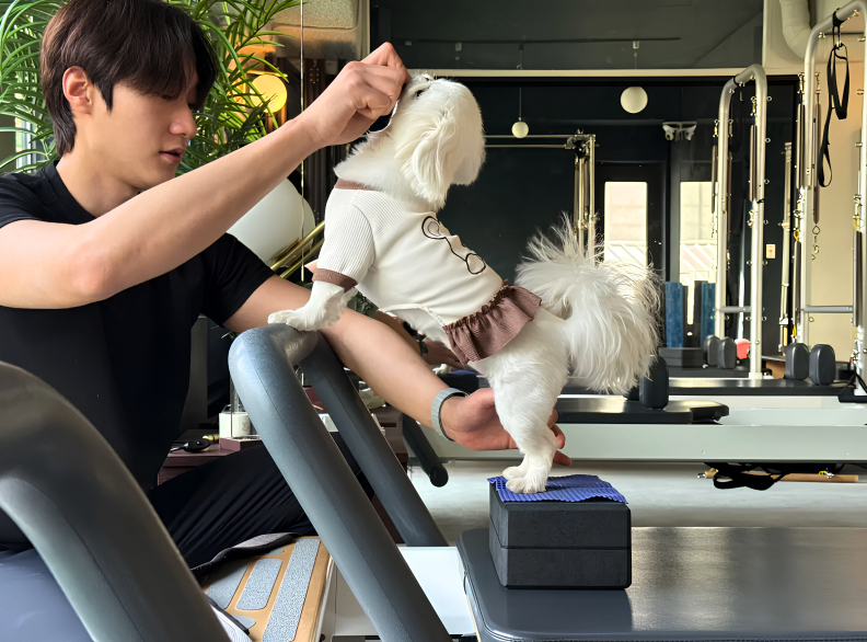 Lương t&ocirc;i bao nhi&ecirc;u cũng được, nhưng phải đưa ch&oacute; đi tập Pilates học ph&iacute; 1,5 TRIỆU/30 PH&Uacute;T, kh&aacute;m sức khỏe 28 TRIỆU/NĂM- Ảnh 2.