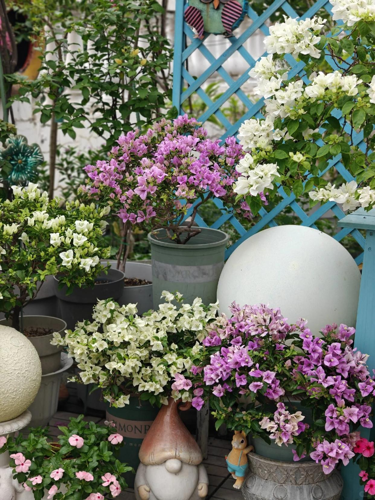 Người đ&agrave;n &ocirc;ng khoe ban c&ocirc;ng hoa giấy đẹp "nghẹt thở", d&acirc;n mạng chỉ để lại một b&igrave;nh luận: "Ước g&igrave; được l&agrave;m h&agrave;ng x&oacute;m!"- Ảnh 6.