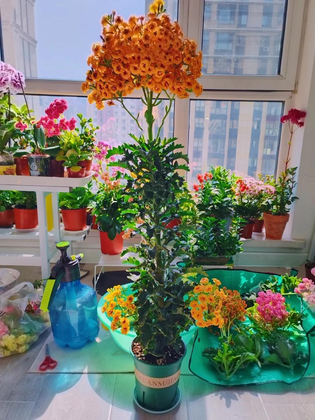Chỉ mất 1 năm, người phụ nữ trồng c&acirc;y sống đời th&agrave;nh "c&acirc;y cổ thụ" cao gần 1 m&eacute;t, nở hoa k&iacute;n t&aacute;n: B&iacute; quyết h&oacute;a ra lại rất đơn giản - Ảnh 3.