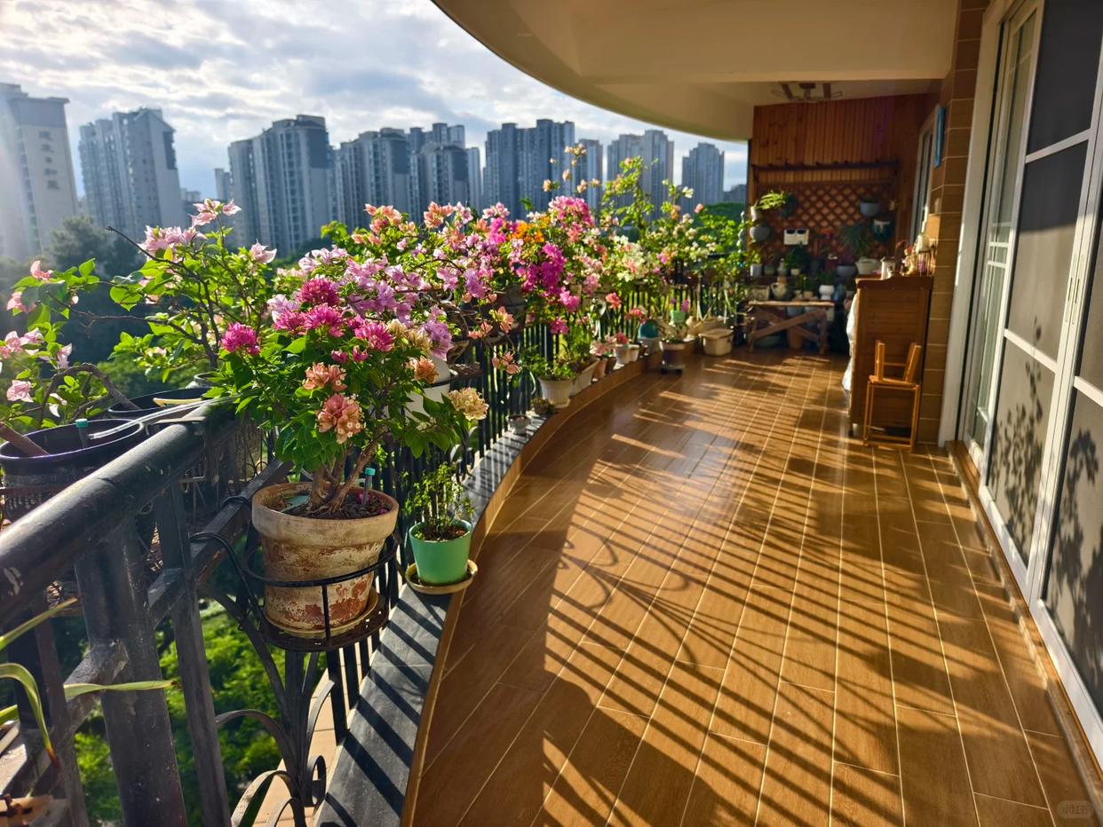 Người đ&agrave;n &ocirc;ng khoe ban c&ocirc;ng hoa giấy đẹp "nghẹt thở", d&acirc;n mạng chỉ để lại một b&igrave;nh luận: "Ước g&igrave; được l&agrave;m h&agrave;ng x&oacute;m!"- Ảnh 2.